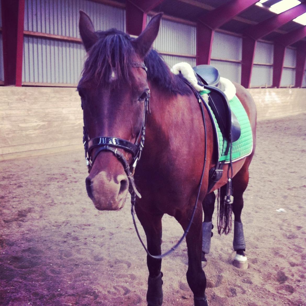 Hollandsk Sportspony Carlo billede 8