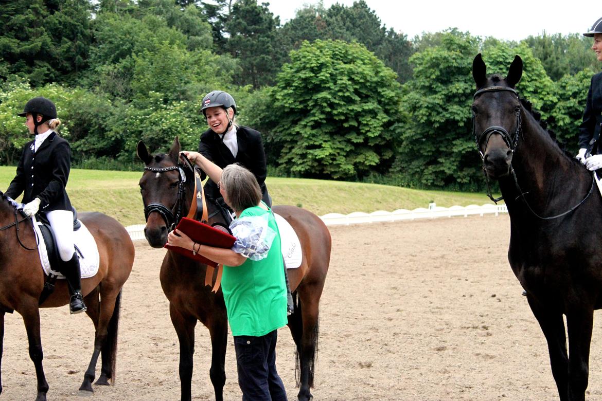 Hollandsk Sportspony Carlo billede 7