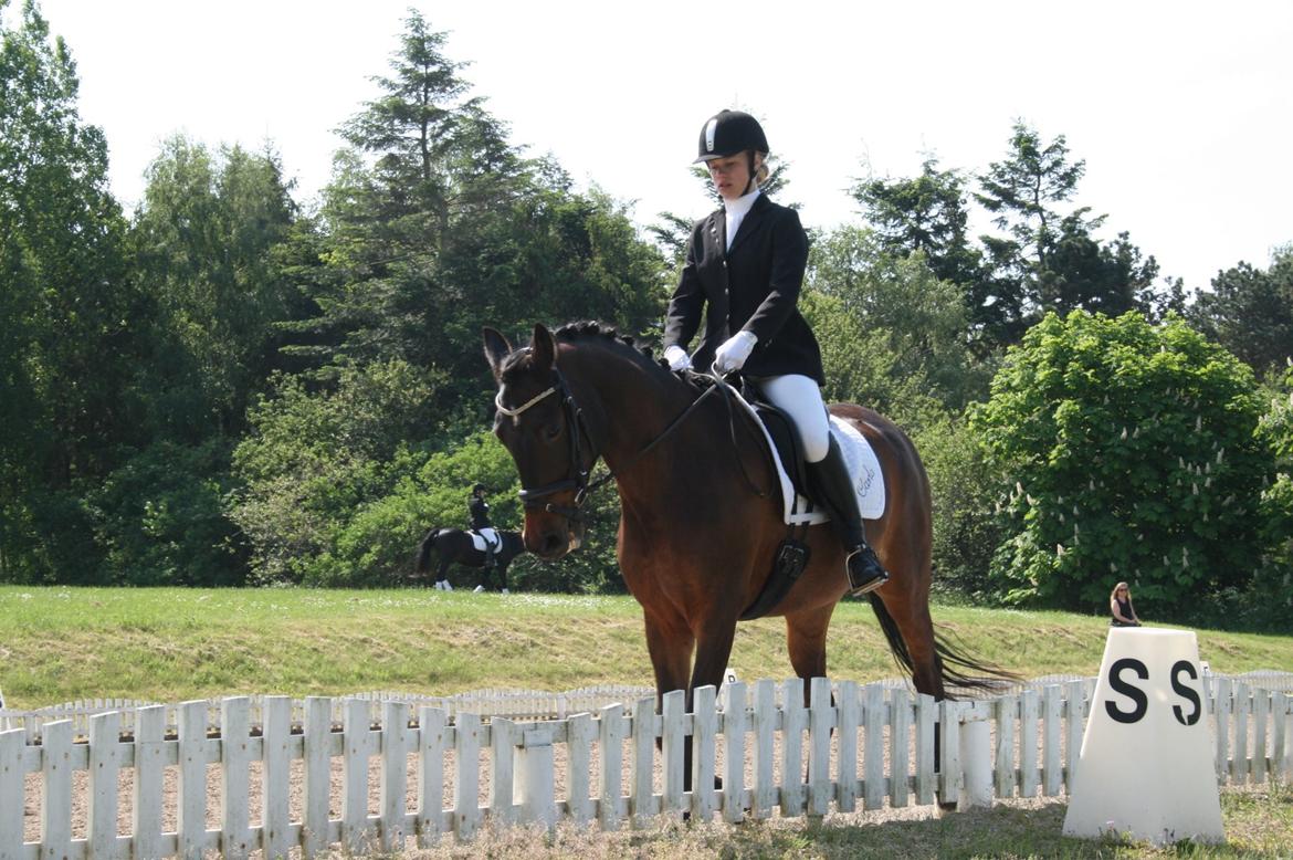 Hollandsk Sportspony Carlo billede 16