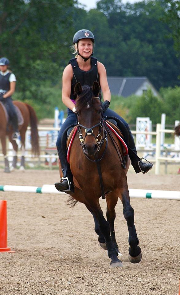 Hollandsk Sportspony Carlo billede 14