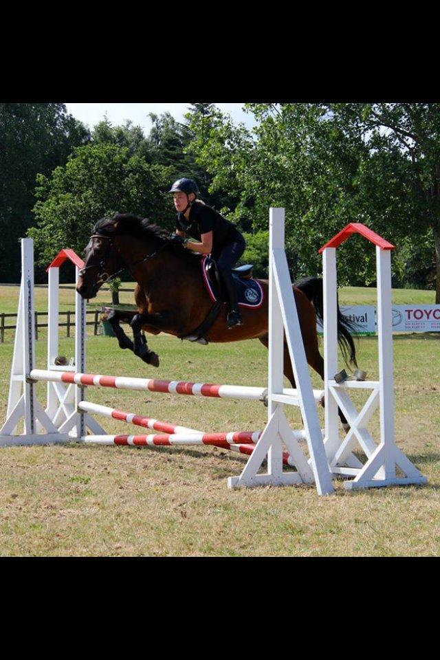 Hollandsk Sportspony Carlo billede 19