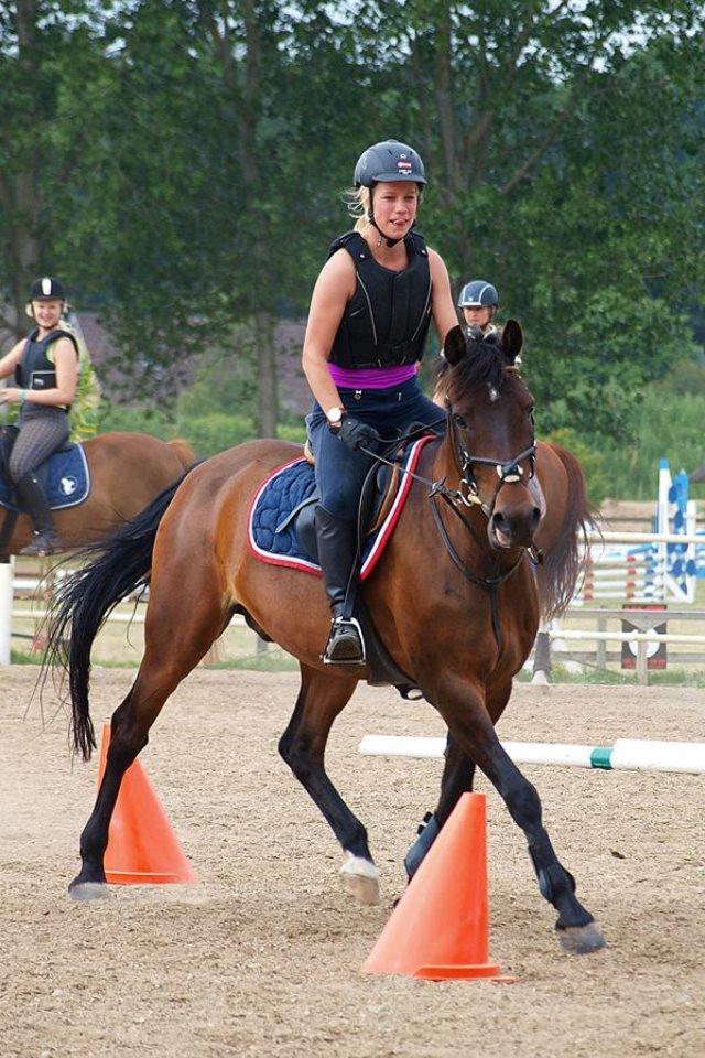 Hollandsk Sportspony Carlo billede 18