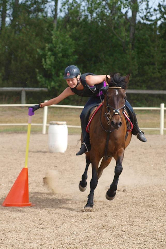 Hollandsk Sportspony Carlo billede 15