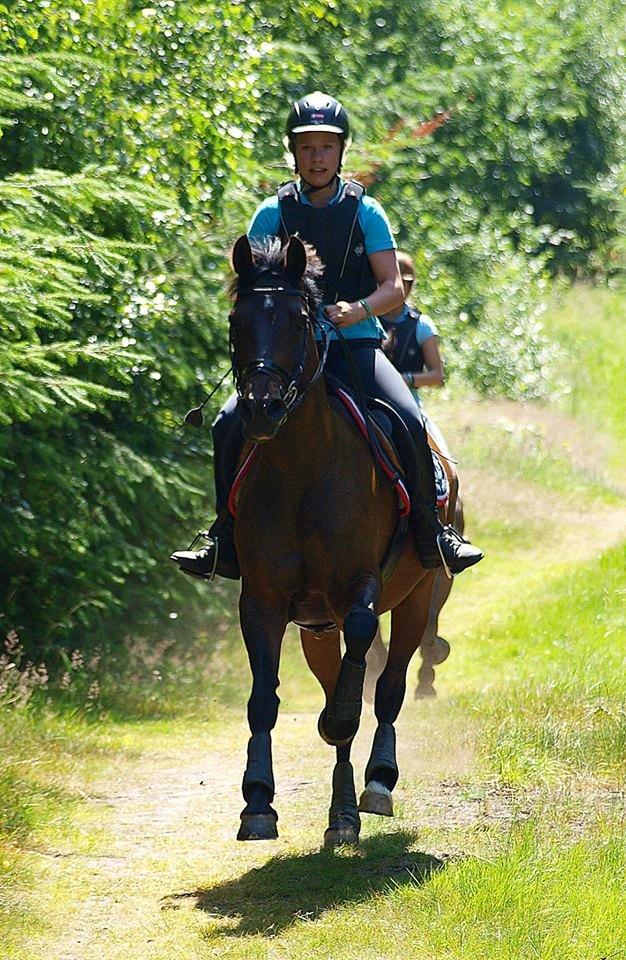 Hollandsk Sportspony Carlo billede 10
