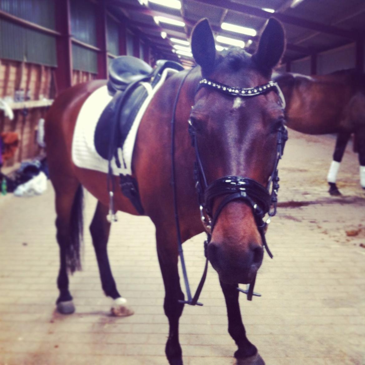 Hollandsk Sportspony Carlo billede 17