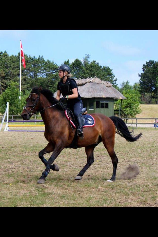 Hollandsk Sportspony Carlo billede 11