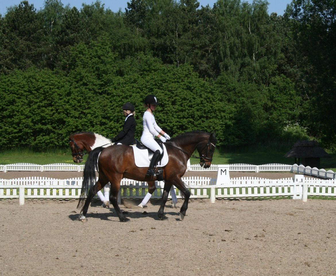 Hollandsk Sportspony Carlo billede 20