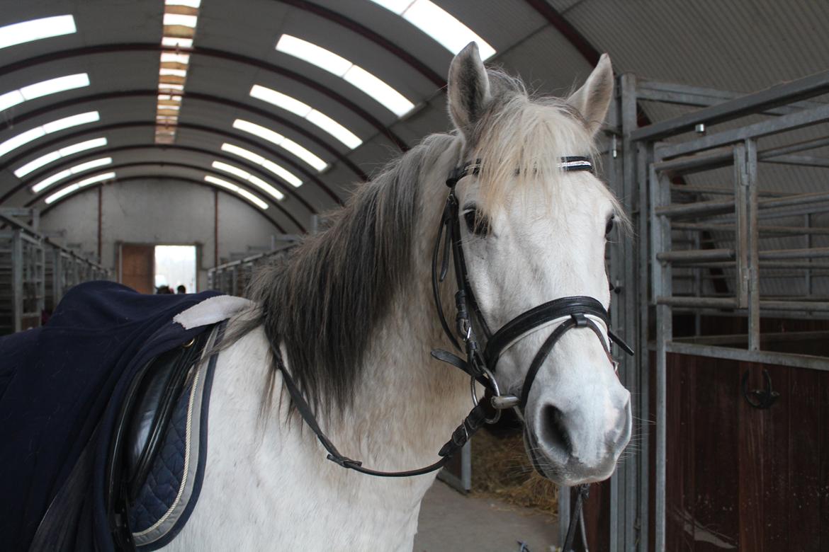 Tysk Sportspony Labello billede 5