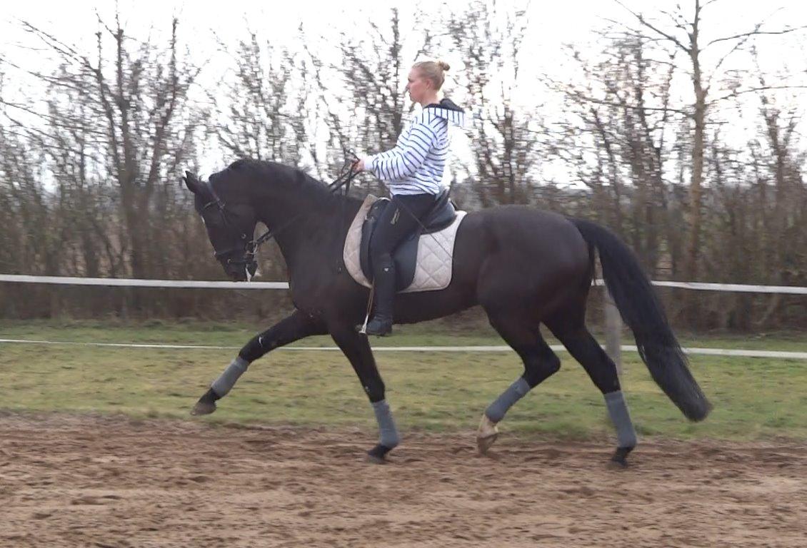 Mecklenburger Napoleon - Dressur 1. marts 2014 billede 2