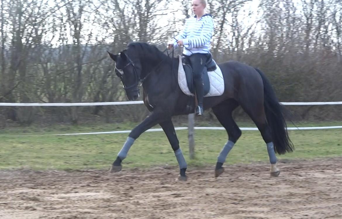 Mecklenburger Napoleon - Dressur 1. marts 2014 billede 8