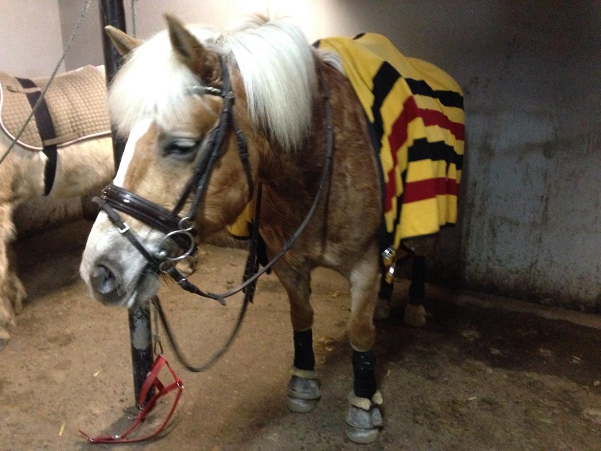 Haflinger sunshine *my soulmate*<3 billede 20