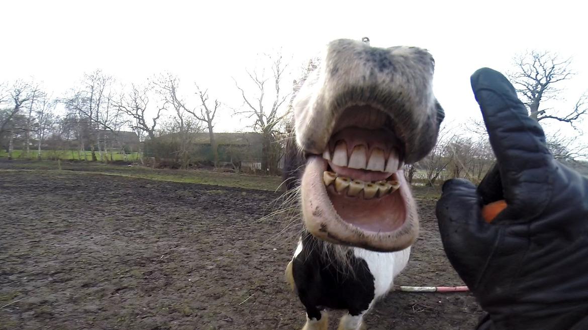 Tinker Frøken Smilla - Smiiiiiil!!! :D  billede 18