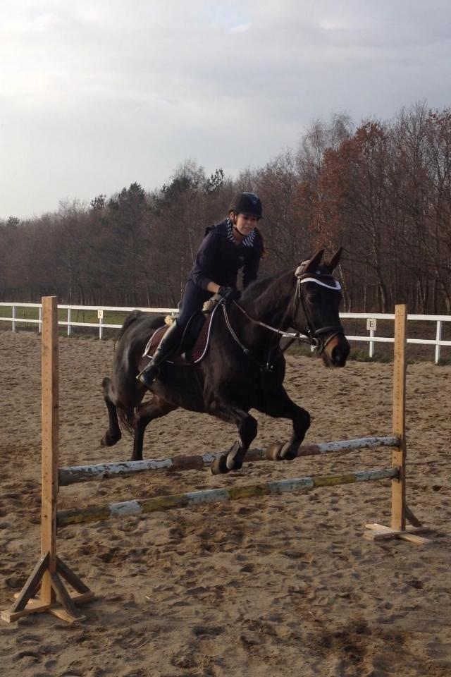 Traver pegasus billede 10