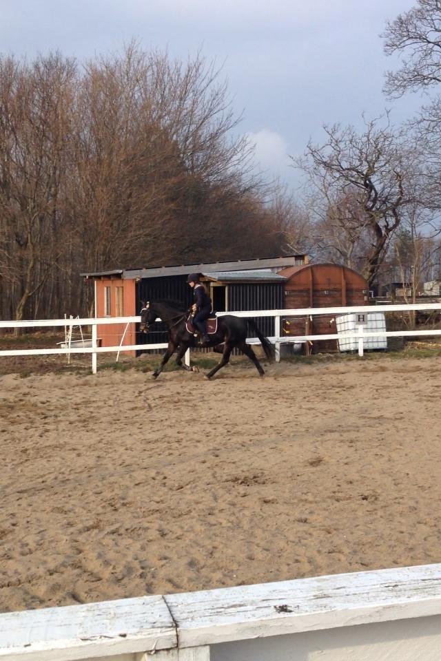 Traver pegasus billede 7