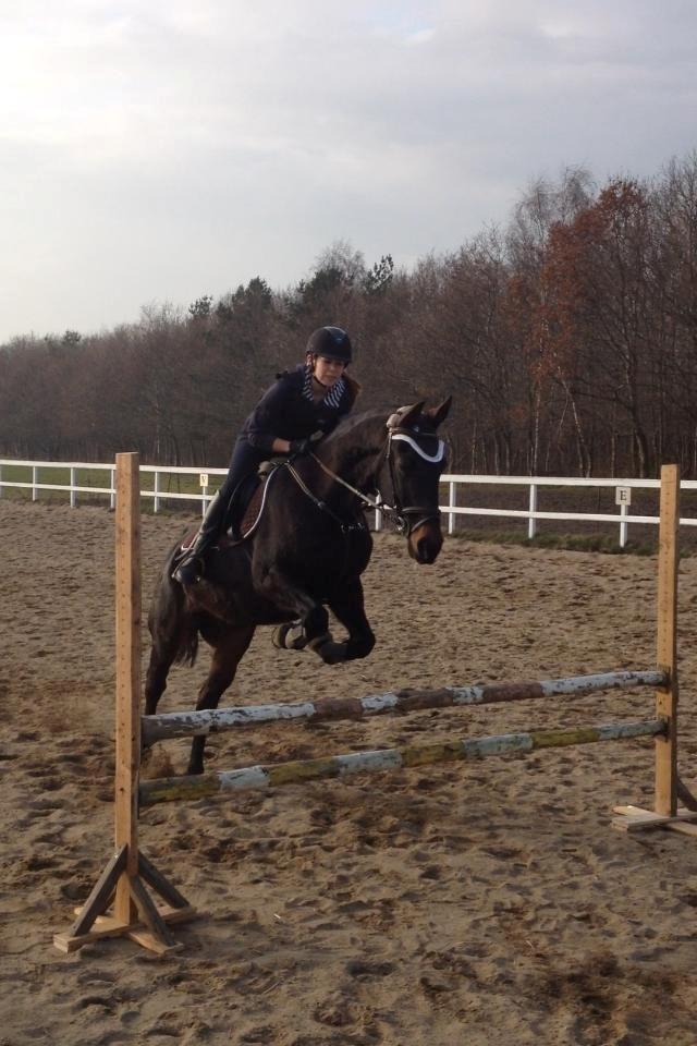 Traver pegasus - Springet er 85cm. højt billede 9