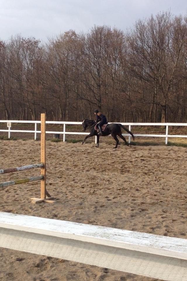 Traver pegasus - Galop i fuld fart på banen billede 6