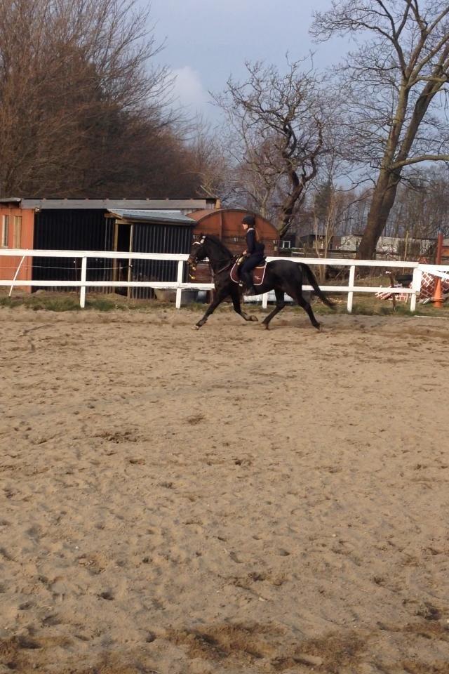 Traver pegasus billede 8