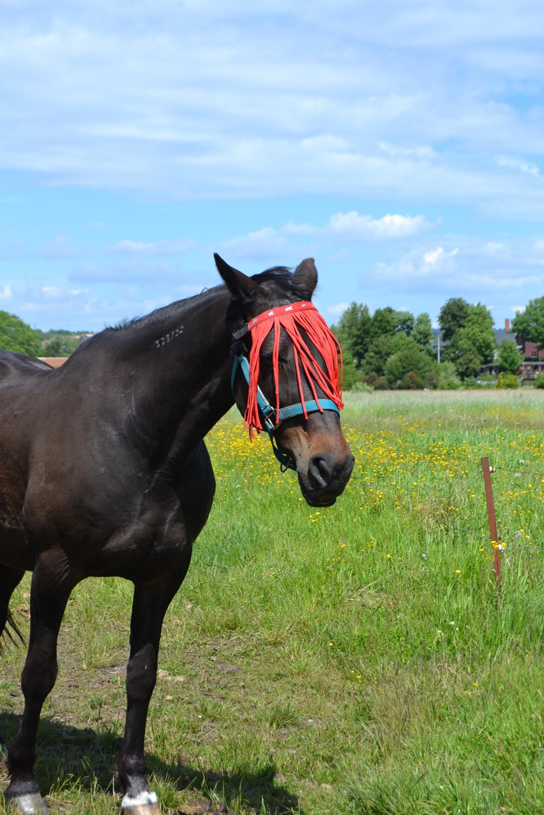 Traver pegasus billede 11