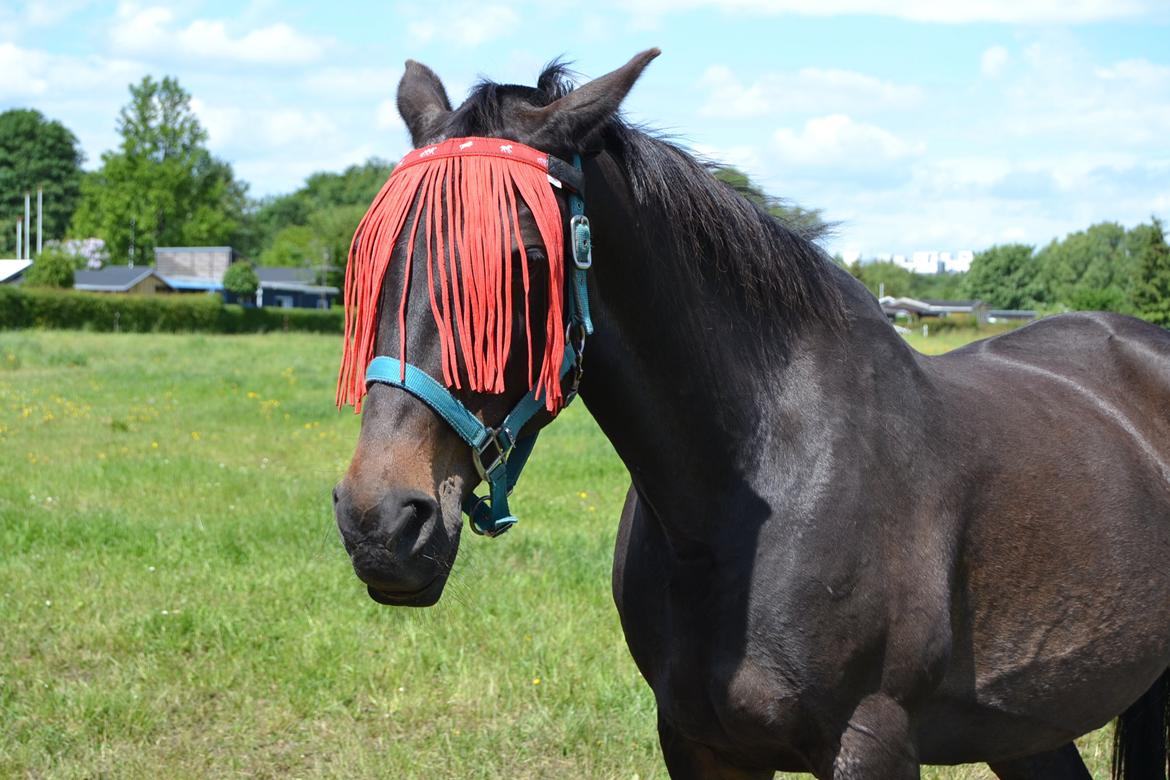 Traver pegasus billede 12