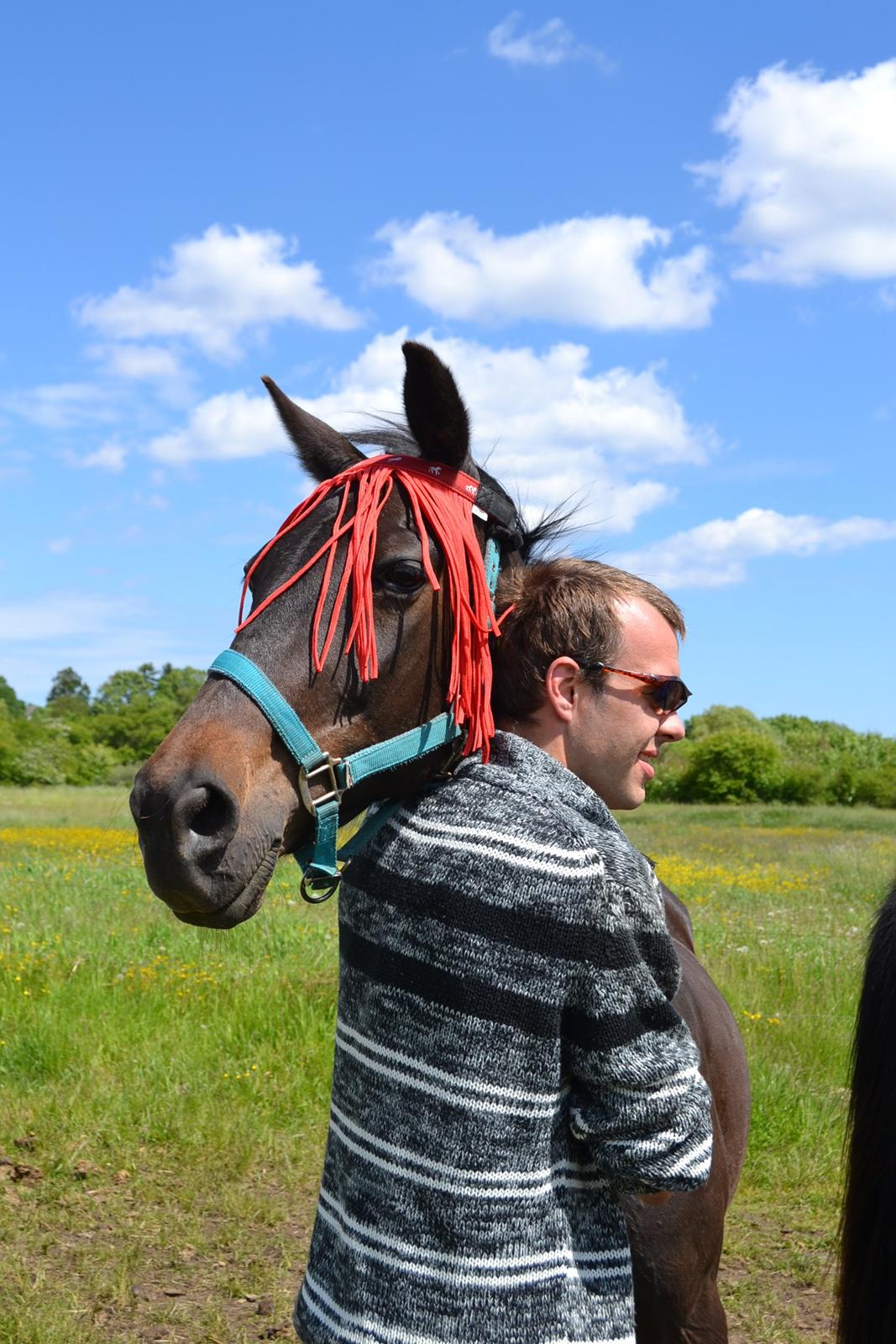 Traver pegasus billede 14