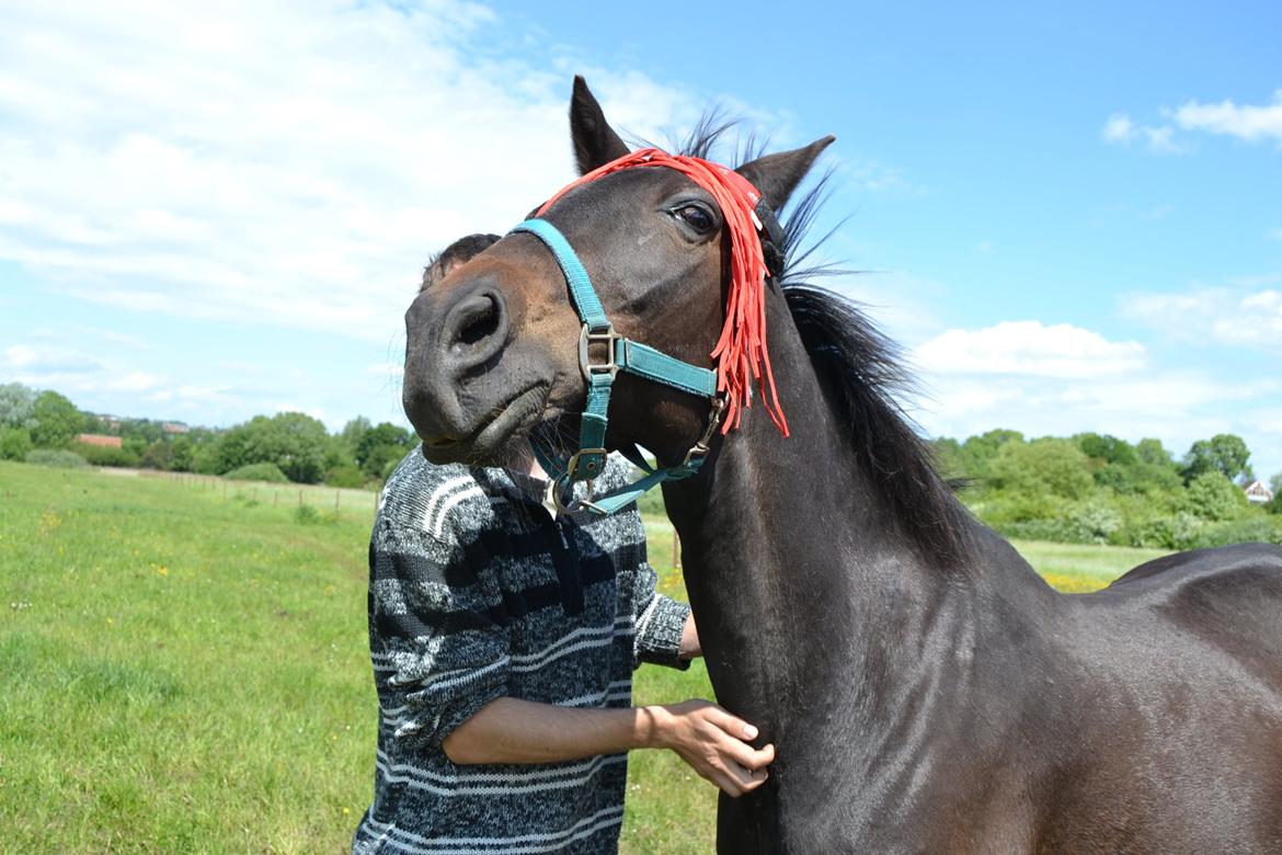Traver pegasus - Det er klø stedet, det er jo dejligt billede 13