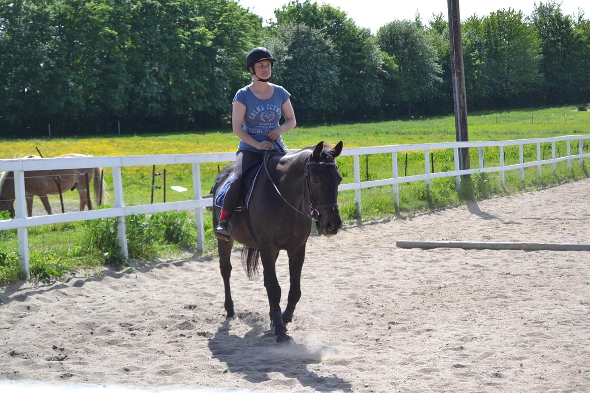 Traver pegasus billede 15