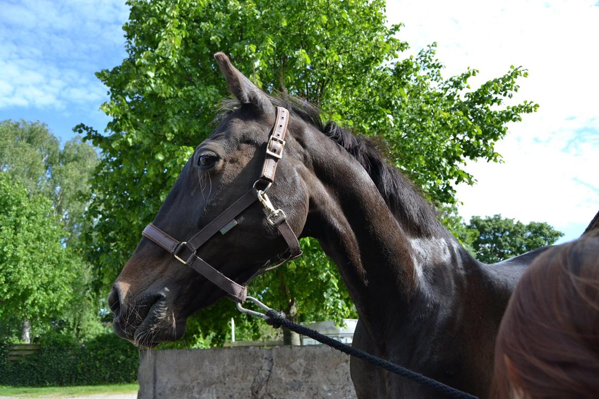 Traver pegasus billede 16