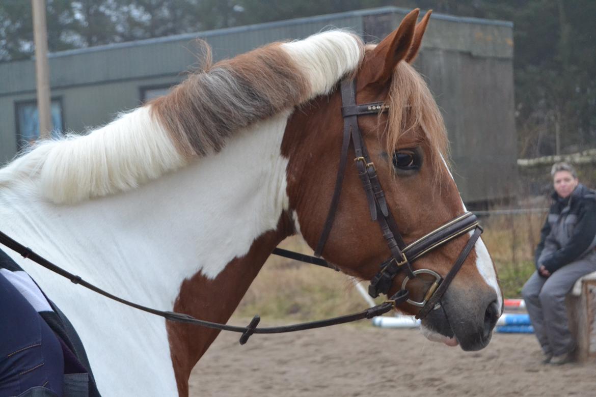 Anden særlig race Prins Carlos billede 6
