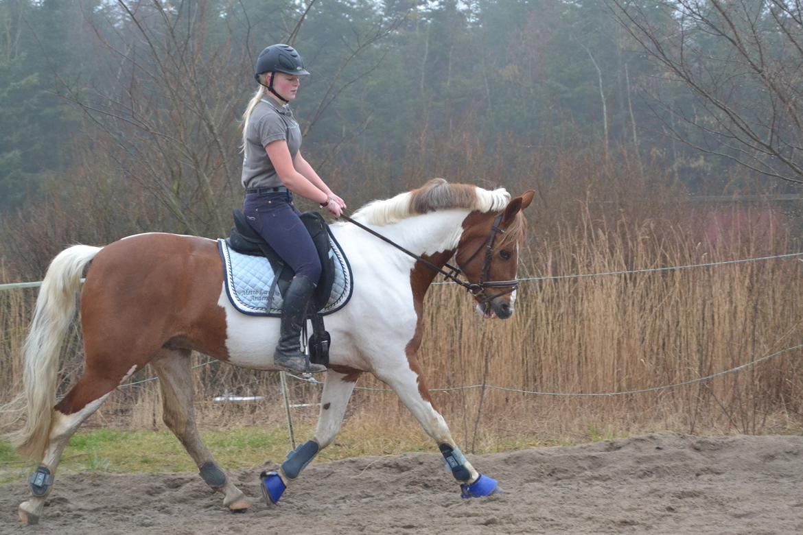 Anden særlig race Prins Carlos billede 12