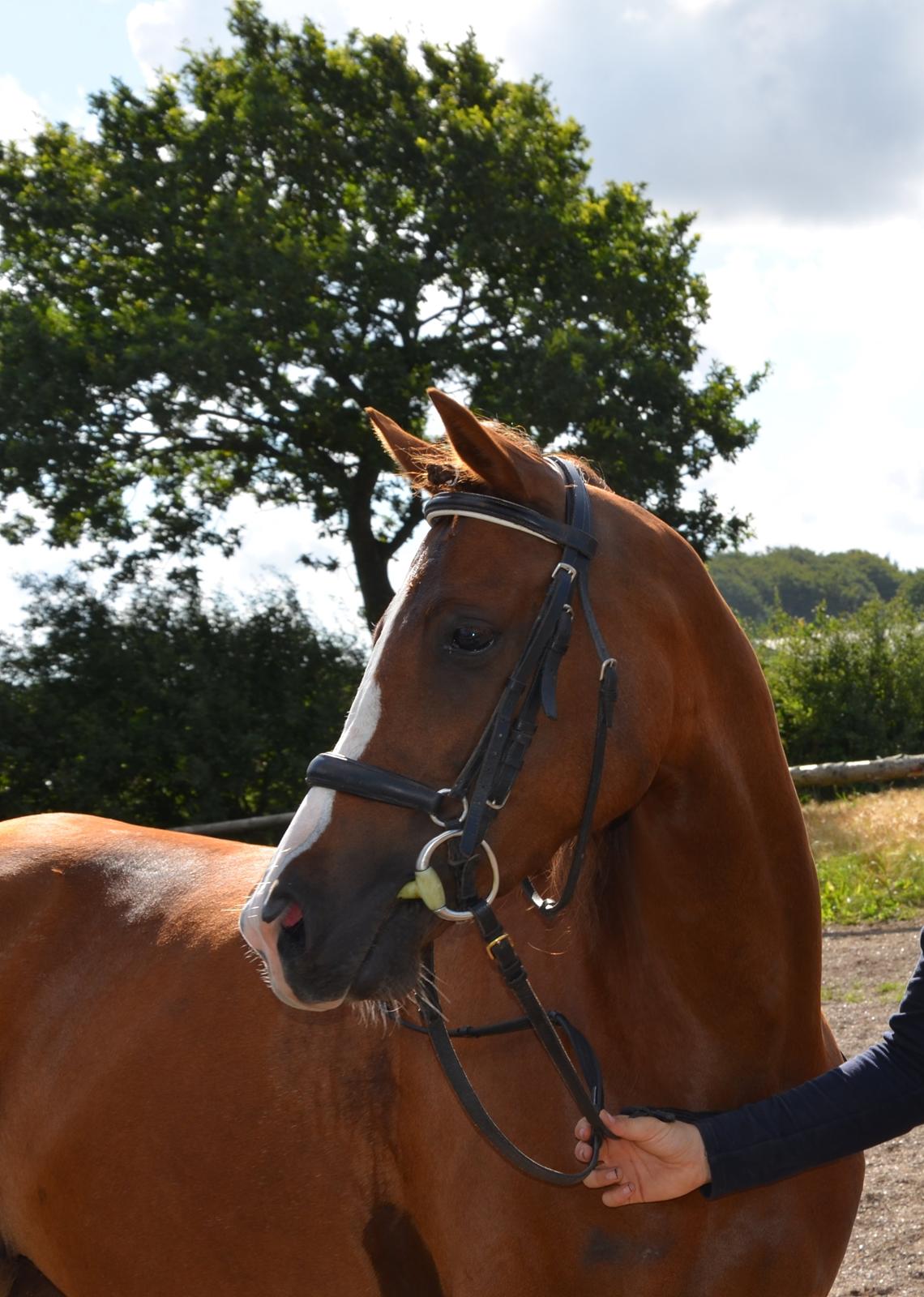 DSP Team Vesterskov's Chilli - Smuk som altid! billede 11