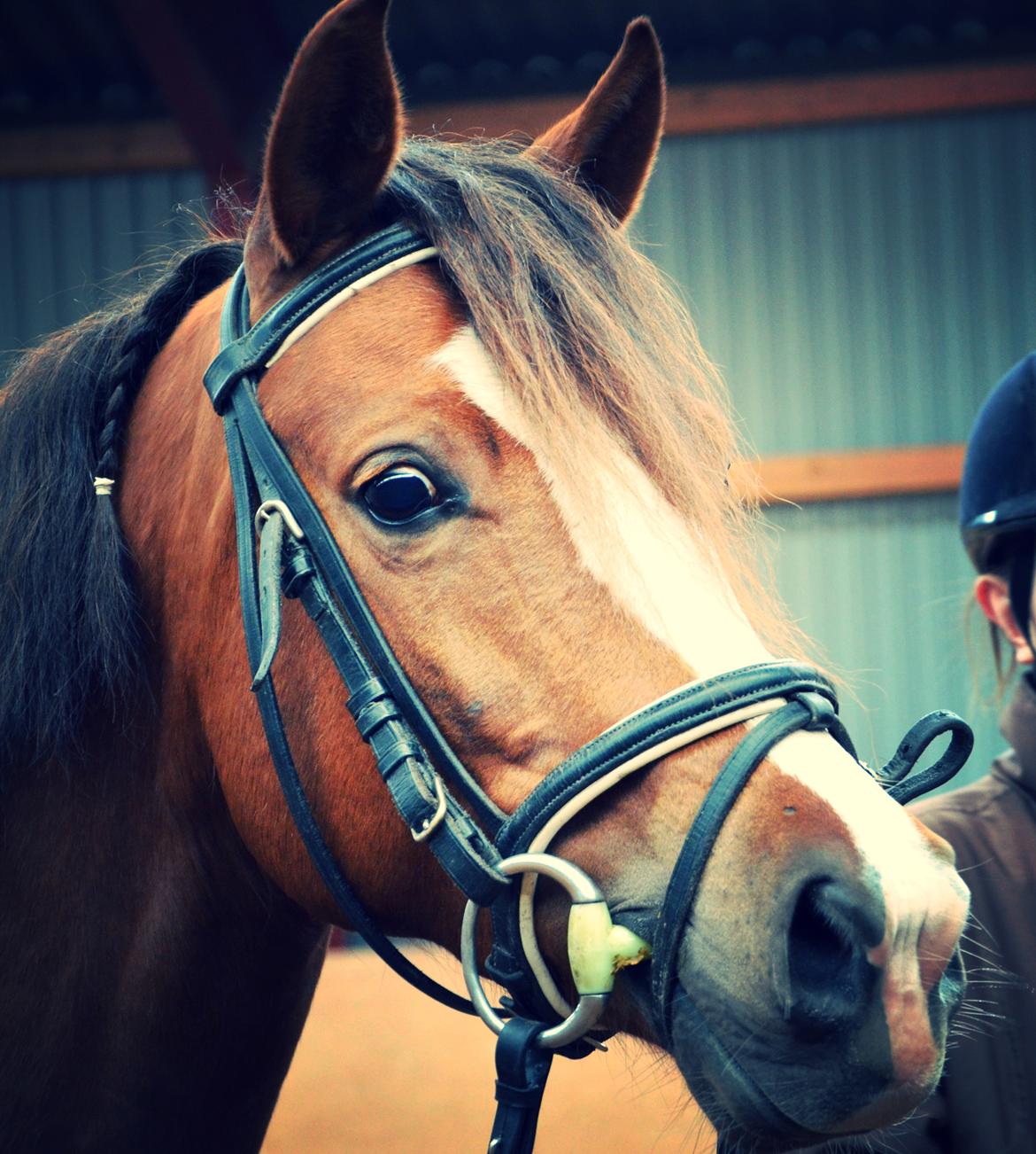 DSP Team Vesterskov's Chilli - Idag d. 02-03-2014 Smuk Hoppe billede 8