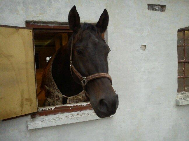 Oldenborg Orina Helfin (Trunte) billede 2