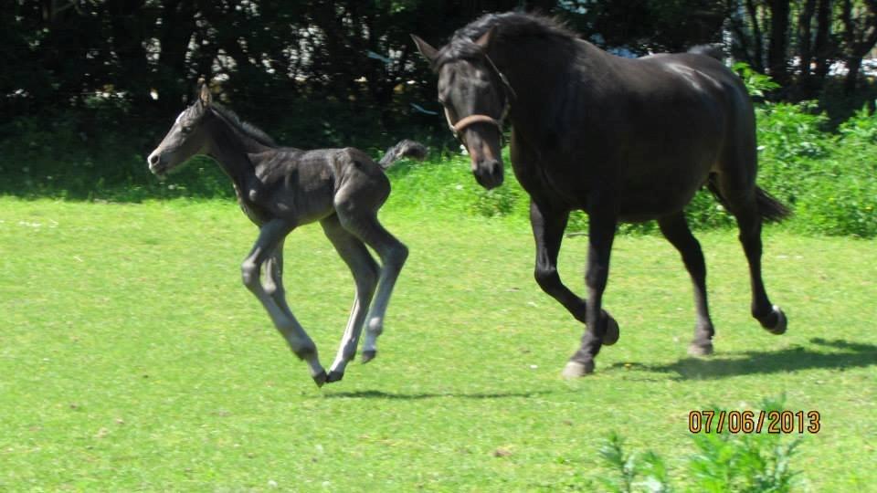 Oldenborg Orina Helfin (Trunte) billede 5