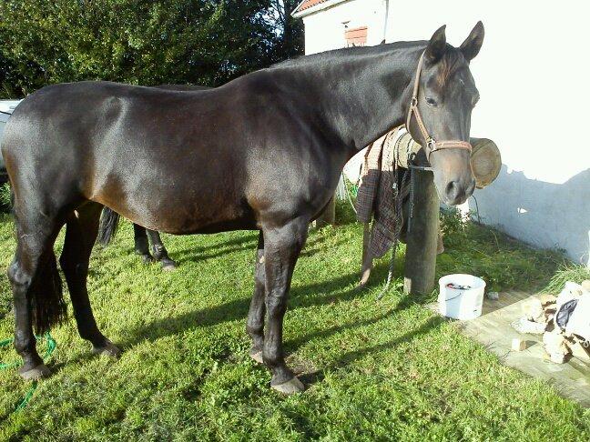 Oldenborg Orina Helfin (Trunte) billede 1