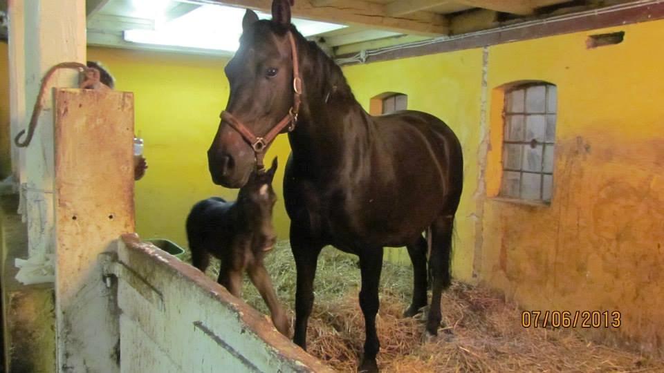 Oldenborg Orina Helfin (Trunte) billede 4