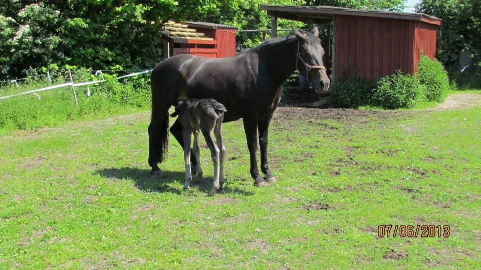 Oldenborg Orina Helfin (Trunte) billede 3
