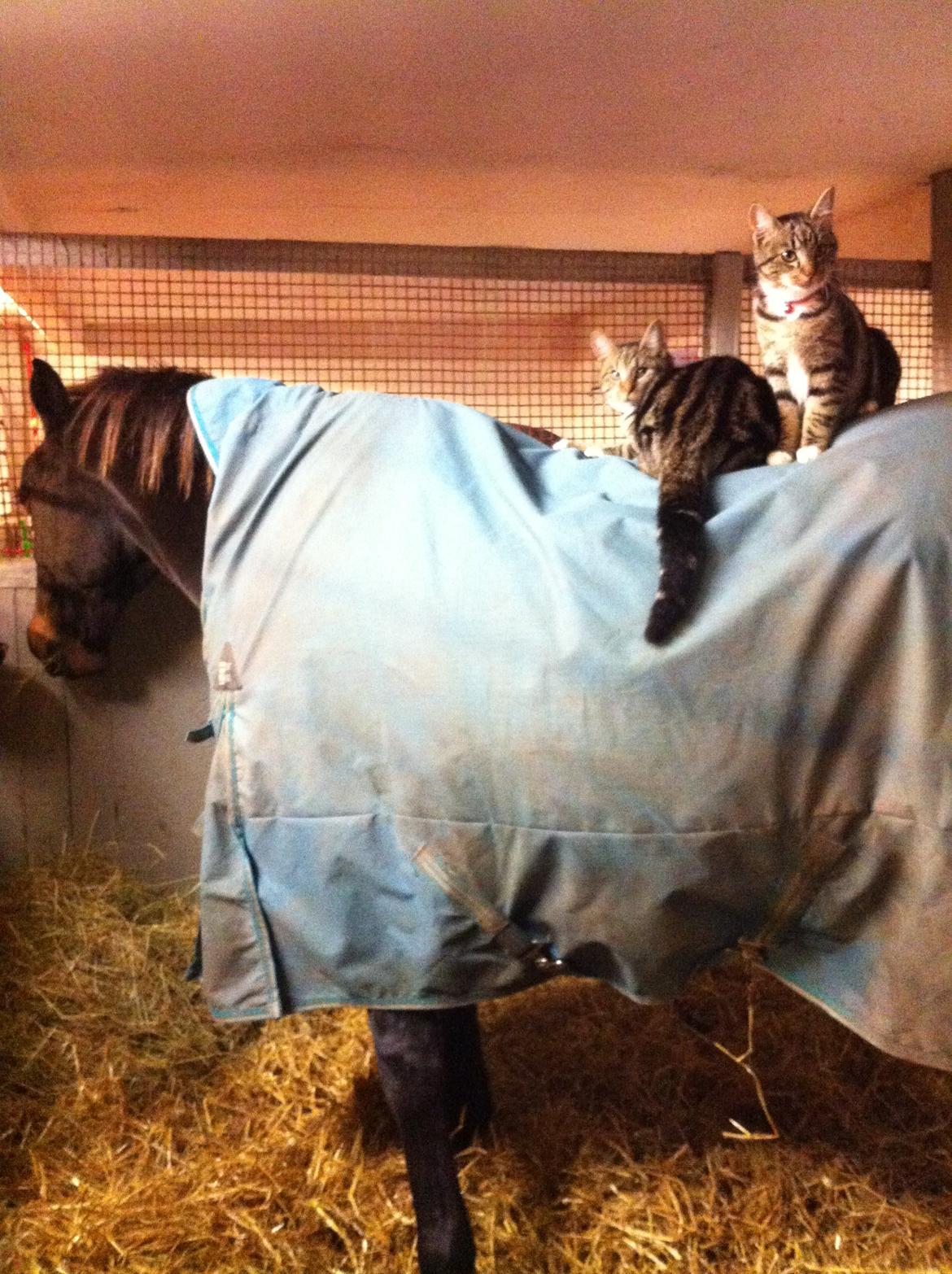 Traver pegasus billede 17