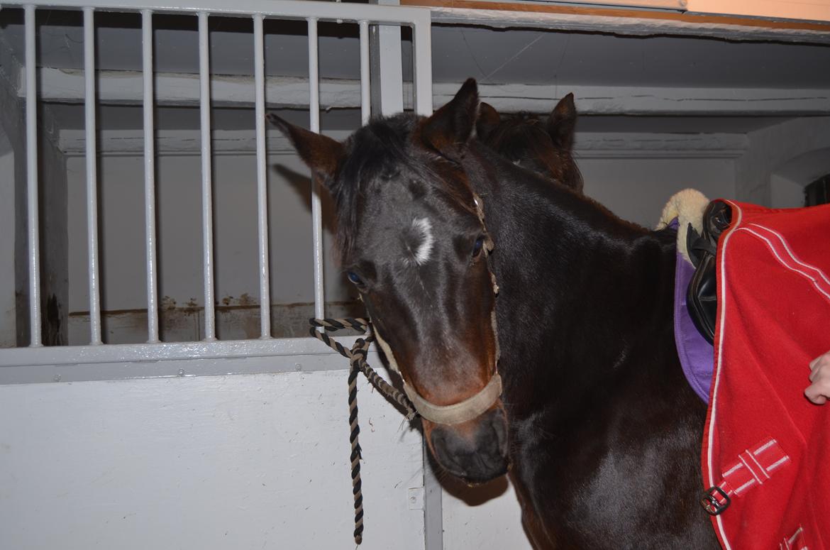 Pinto Storgaards Isabella billede 17