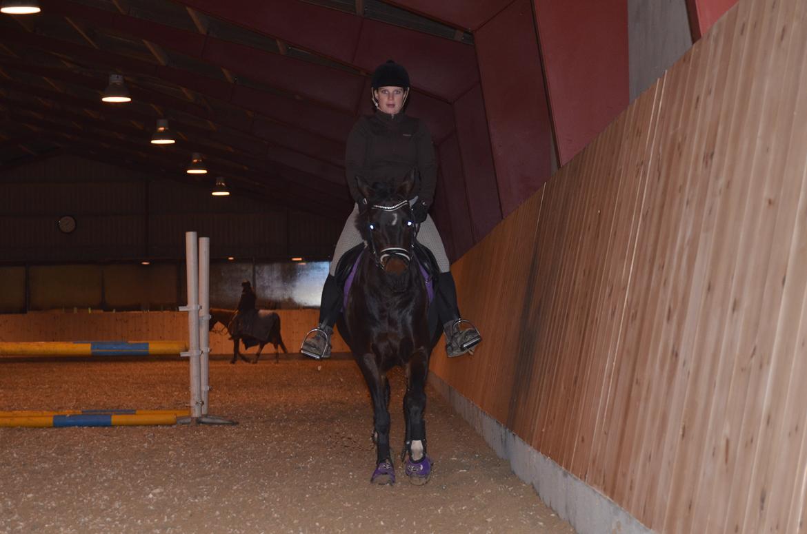 Pinto Storgaards Isabella billede 18