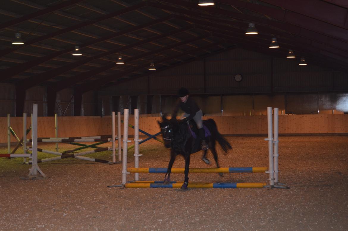 Pinto Storgaards Isabella billede 20