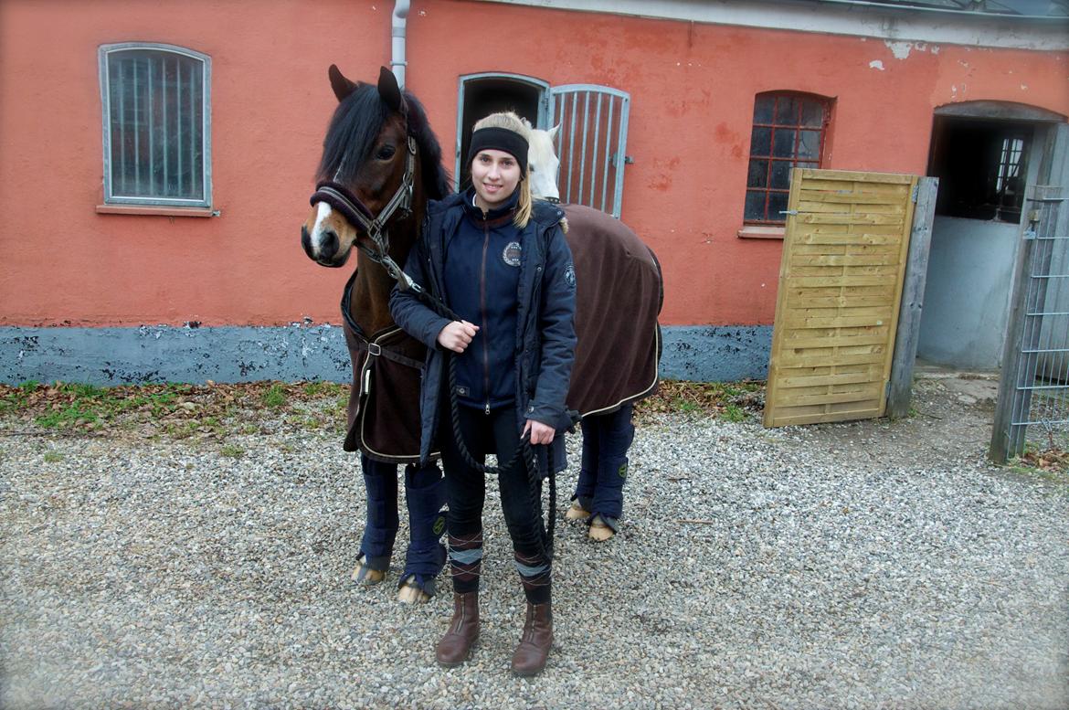 Hollandsk Sportspony Isabella Af Mindet - Den sidste dag med min Belli,. billede 2