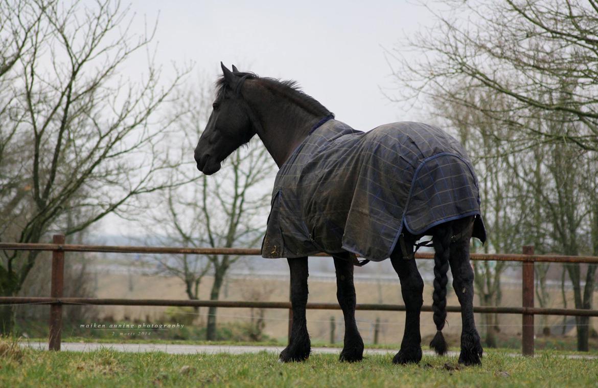 Frieser Roose - Min smukke Roose (Her ca. 4 måneder til hun skal fole) <3 2/2-14 billede 1