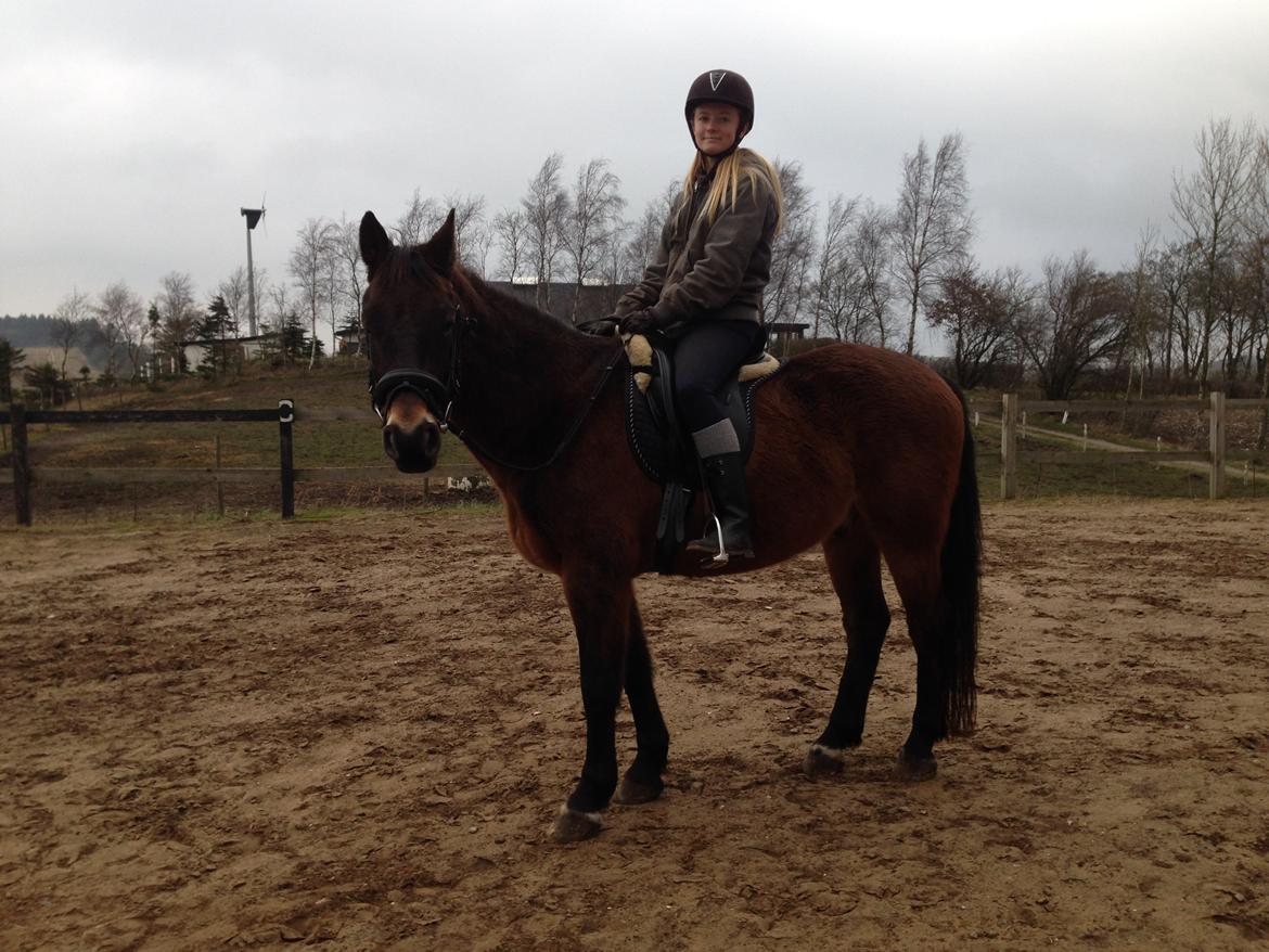 Anden særlig race Oscar - Ossie <3 - SOLGT - Første gang på ridebanen. billede 6