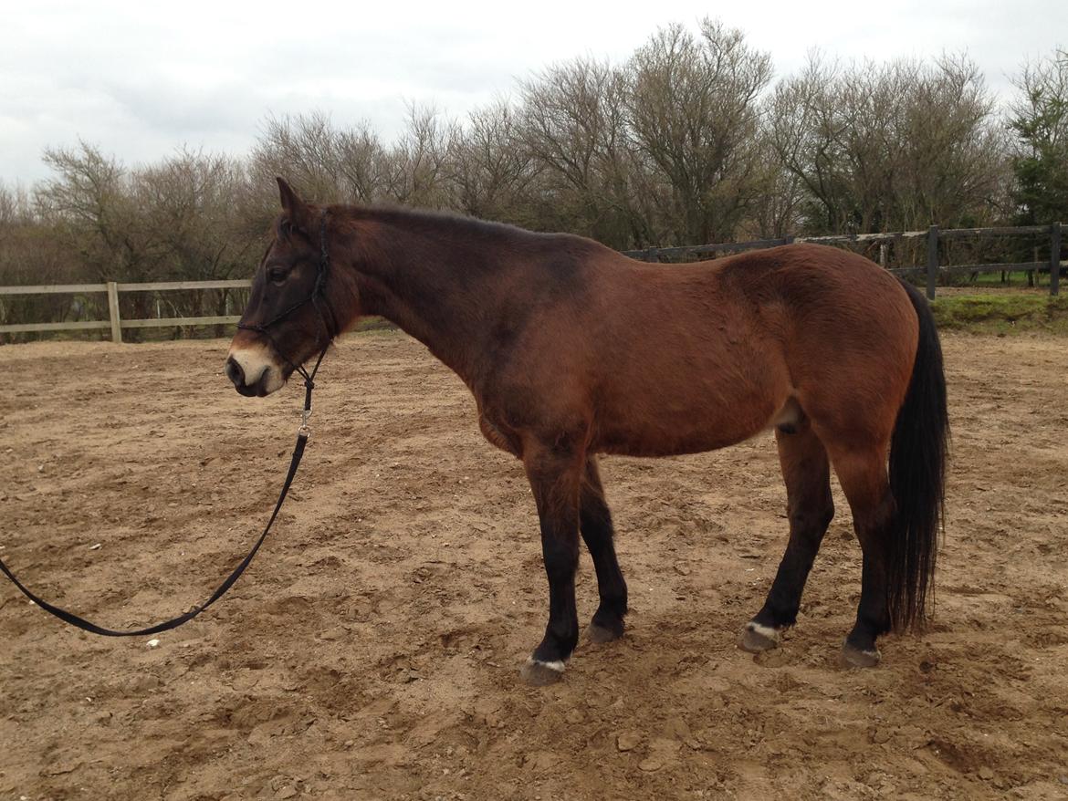 Anden særlig race Oscar - Ossie <3 - SOLGT - Ossiebams poserer :-) billede 7