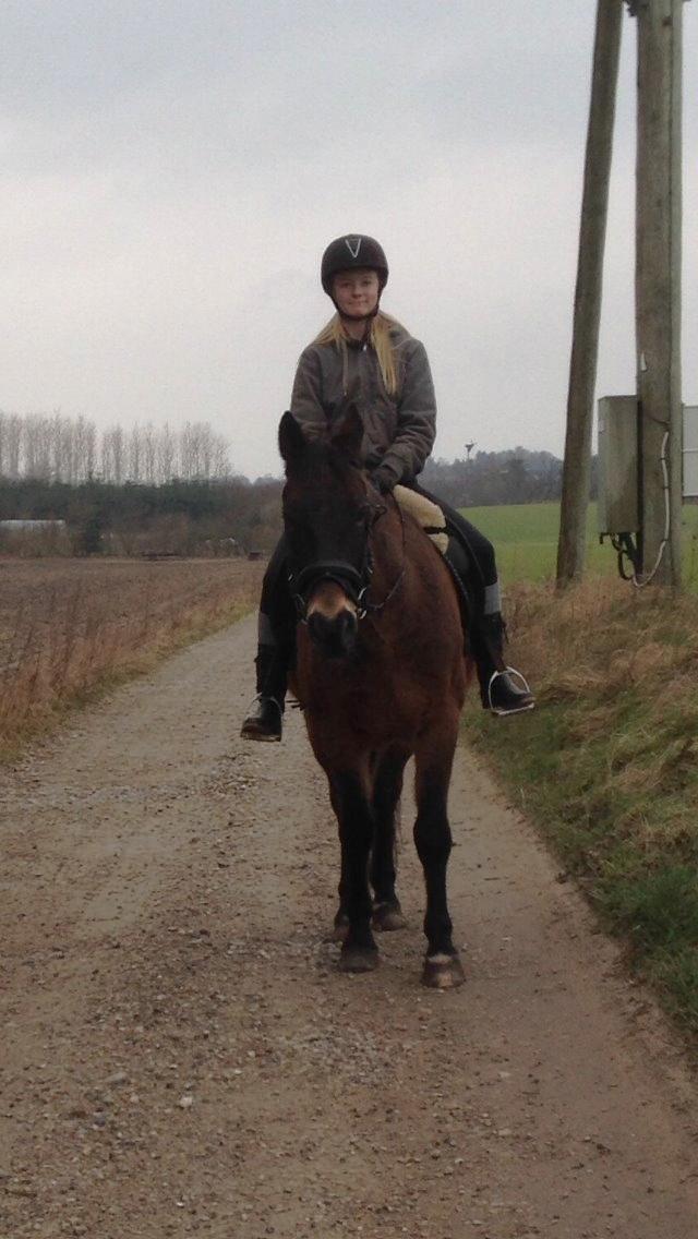 Anden særlig race Oscar - Ossie <3 - SOLGT - Første ridetur på Ossie herhjemme :-) billede 4