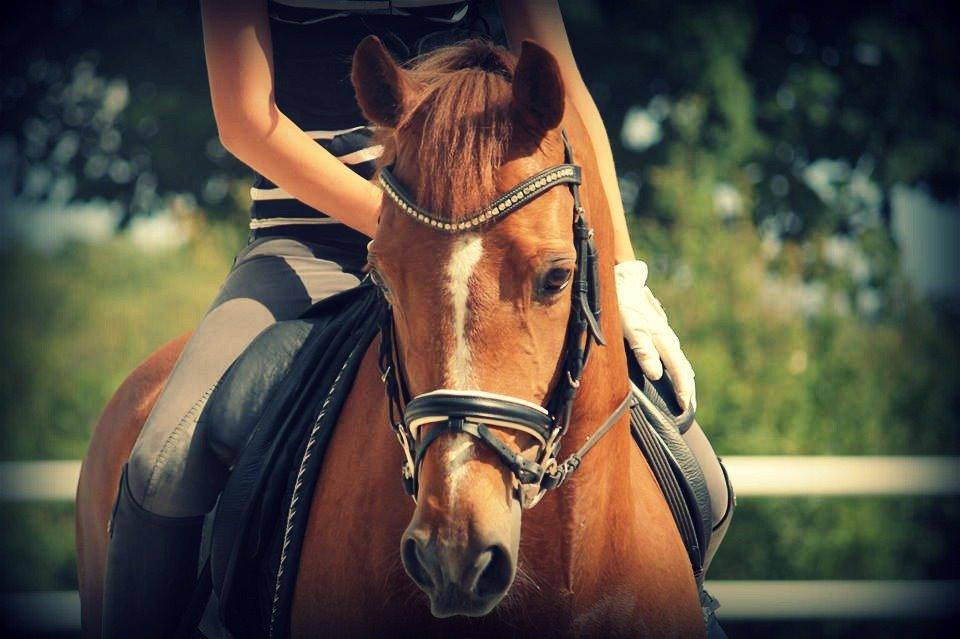 Hollandsk Sportspony Lasco A-pony billede 6