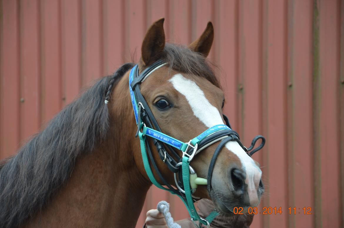 DSP Vesterskovens Chili billede 16