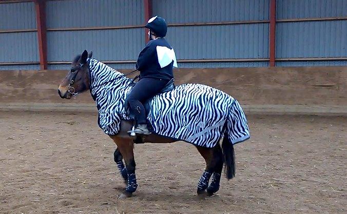 Anden særlig race Beauty - fastelavn 2014 billede 16