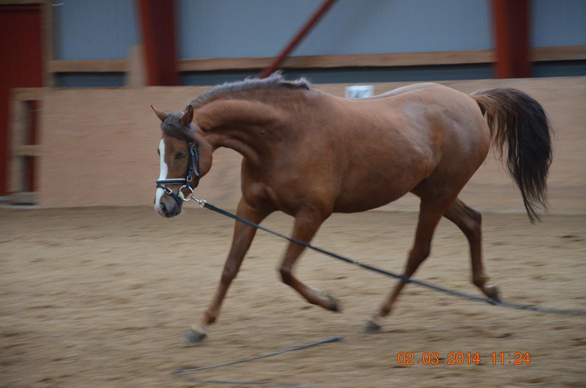 DSP Vesterskovens Chili billede 20