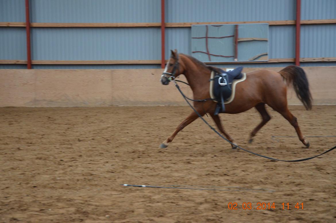 DSP Vesterskovens Chili billede 17